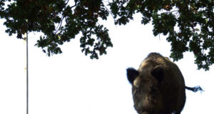 Täiendatakse seakatku tõrje kehtivat regulatsiooni