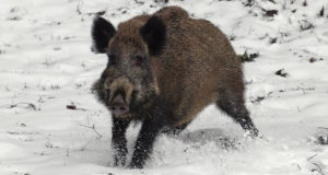 Seakatk levib nii Eestis kui mujal Euroopas