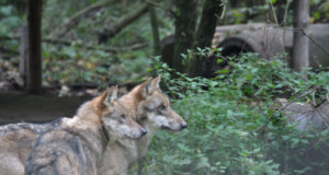 Keskkonnaamet ei andnud huntide küttimiseks eriluba