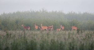 Põdra- ja hirvenahad tuleb tuua kokkuostu