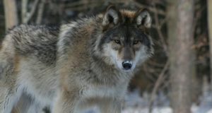 Jahimehed on küttinud 14 hunti