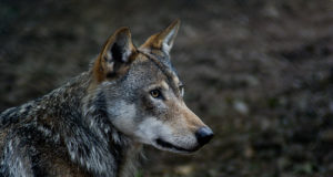 Noarootsi jahimehed küttisid kärntõves hundi