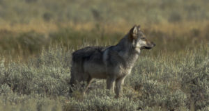 Keskkonnaagentuur: Eesti hunt ei ole näljas ega kipu inimese kallale