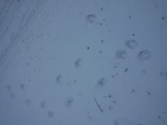 Lääne- ja Pärnumaa saavad hundi küttimiseks lisaloa