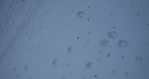 Hundid murdsid Pärnu lähistel veel ühe õuekoera