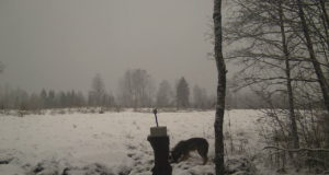 Hundid ründasid Pürksi külas jahikoera