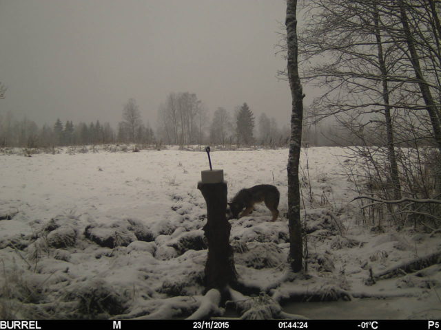 Hundid Kolga jaanis 17 lõpp