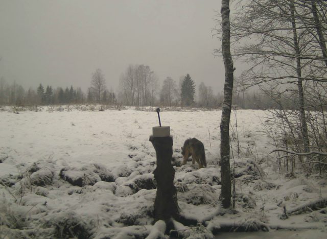 HundidKolgajaanis17lõpp-22