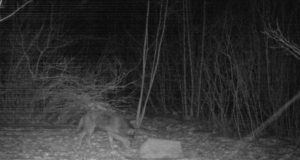 Eriloa saanud Noarootsi jahimehed küttisid hundi