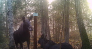 Räpinas toimub jahiulukite valiklaskmise koolitus