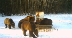 Karujaht teeb mõmmikud memmekaks