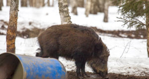 Virumaal tuvastati seakatku leide