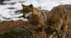Hundid viisid Imavere lähistel talust koera, teine pääses eluga