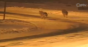 Läänemaa on endiselt huntidega hädas