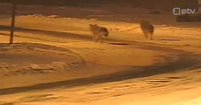 hundid püksis turva