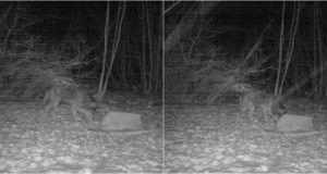 PILTUUDIS! Ajalooline hetk Viljandimaal