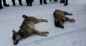 Jahimehed said Pärnumaal koduhoovis koeri rünnanud huntidele jälile