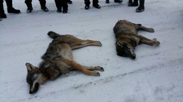 hundijaht pärnumaal