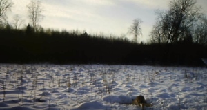 VIDEO: ilves metskitsede jälgedes