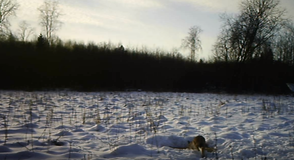 ilves looduskalender