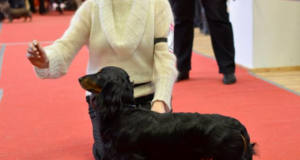 Säreveres toimub jahikoerte erinäitus