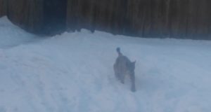 Põlvamaa pere aias toimetab ilves