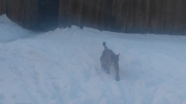 ilves-kairi-kõivastik fb