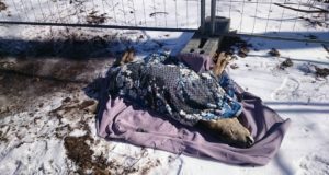 Tiine metskits hukkus hulkuvate koerte tõttu