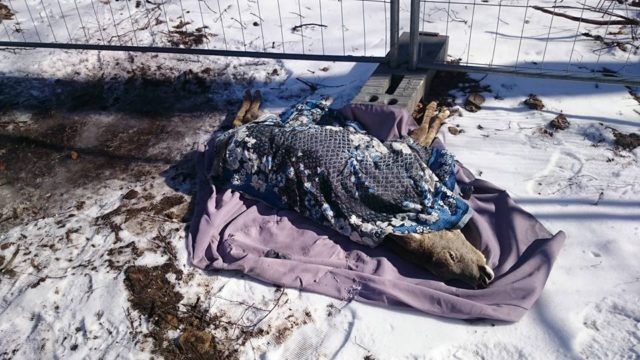 kits jõelähtmel- olop