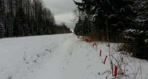 40 meest küttisid koeramurdjaid