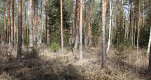 Keskkonnaamet kutsub Soomaa rahvuspargi kogukonda leppima kokku metsa majandamise heas tavas