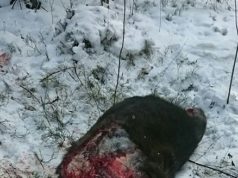 Jahimehed paluvad abi salaküttide leidmisel