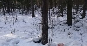 PRESSITEADE: Jõhker veretöö peab saama karistuse