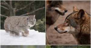 Eestile otsitakse rahvuslooma