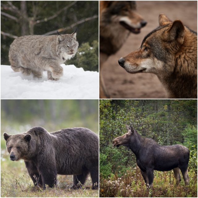 rahvuslooma kandidaat