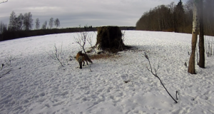 Rebane külastas kitsekaamerat