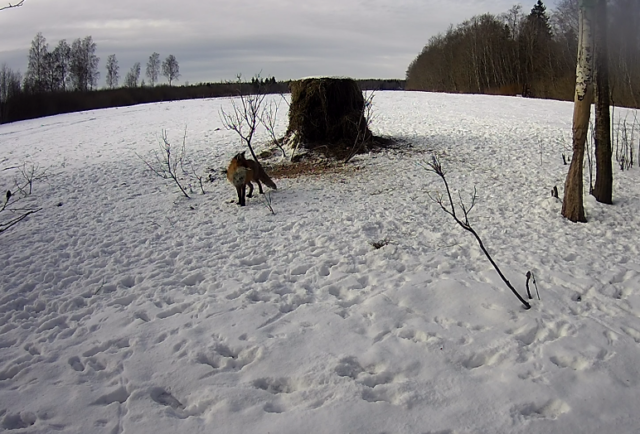 rebane kitsekaameras4