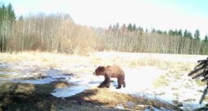 Viljandimaal nähti haiget karu liikumas (uuendatud 29.03)