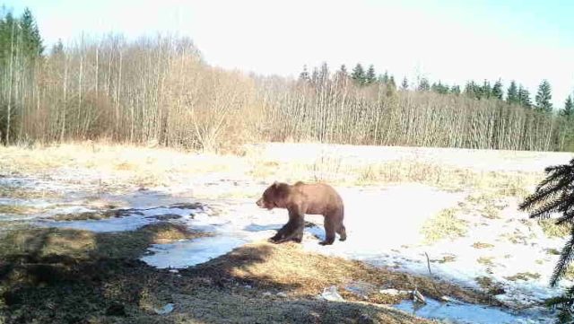 viljandimaa nahahaigusega karu