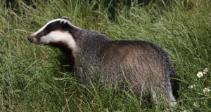 Mägra kündmistöö on mulgid nõutuks teinud