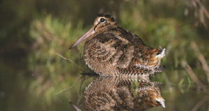 Ornitoloogid paluvad abi metskurvitsate loendamisel