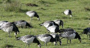 Heidutusjahti võib taas pidada