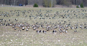 Kevadise hanejahi tõhusus sõltub rahvusvahelisest koostööst