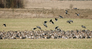 Ornitoloog: Haneprobleemi lahendus on söödapõldude rajamine