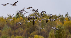 Lagled ja haned tekitavad talunikele tuhandeid eurosid kahju