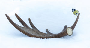 Lätis ja Leedus kasvab huvi trofeeäri vastu