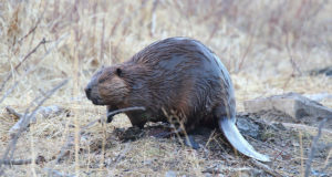 Riik annab kobrastele voli metsa ja maad uputada