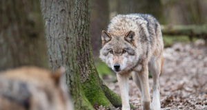 Hunt ründas Hiiumaal inimest