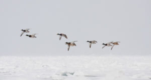 Eestil lasub jätkuvalt lindude gripi oht