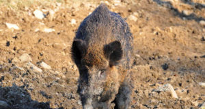 Tänavu on jahimehed küttinud 330 metssiga